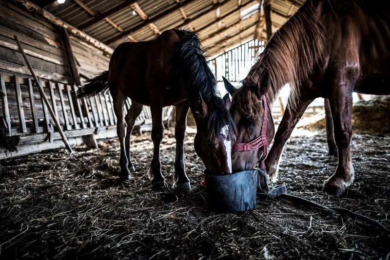 horse pony equine and steed 4k