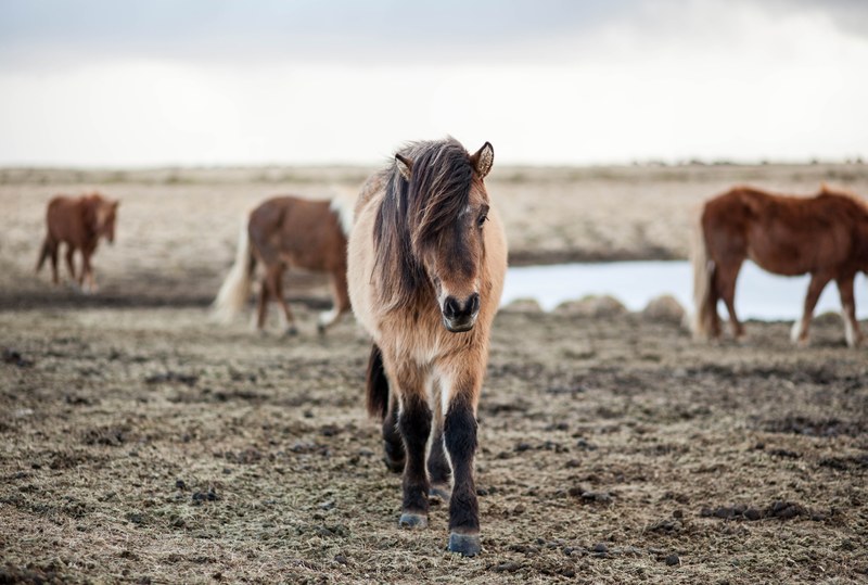 a shaggy pony with its mane covering its right eye on a cold pasture with other horses at the back, icelandic horse 4k