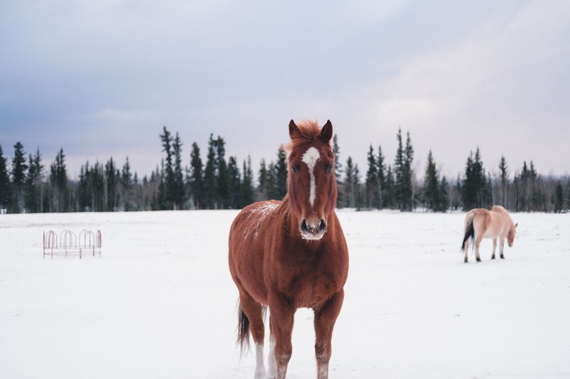 a brown horse with a white stripe on its head standing on snow with another horse at the back, two horses on snow 4k