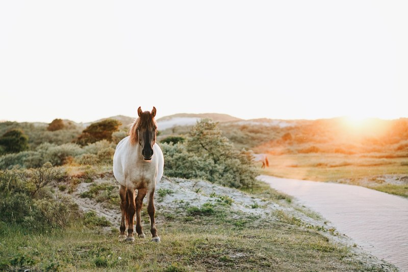 horse riverbank bush and nature 4k