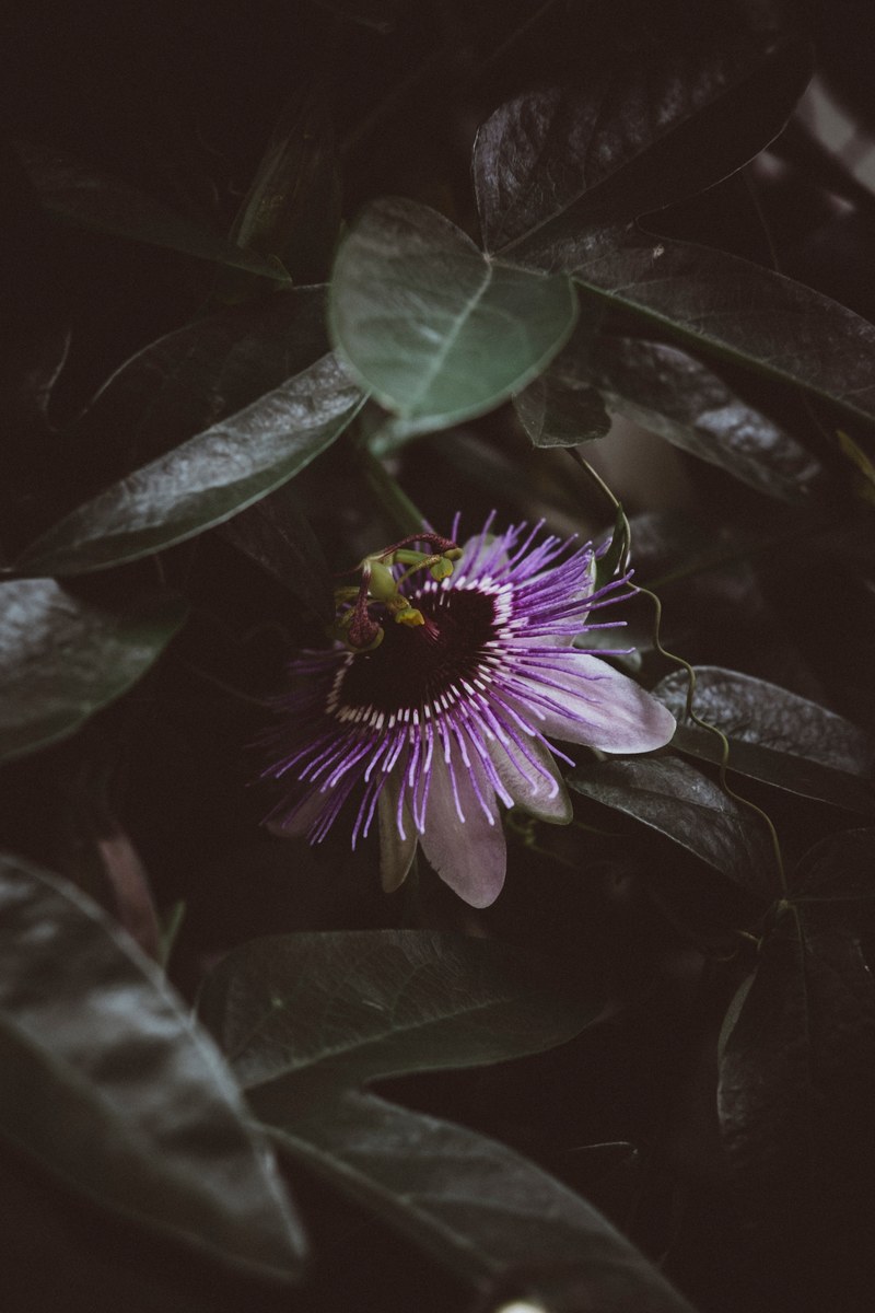 purple dreams in the greens 4k