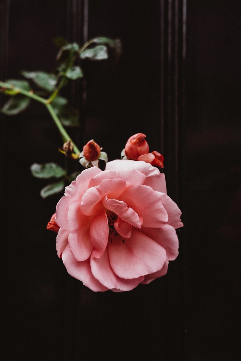 roses make you smell 4k