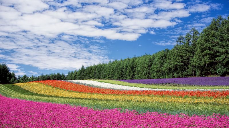 hokkaido, japan, flowers, field, 4k