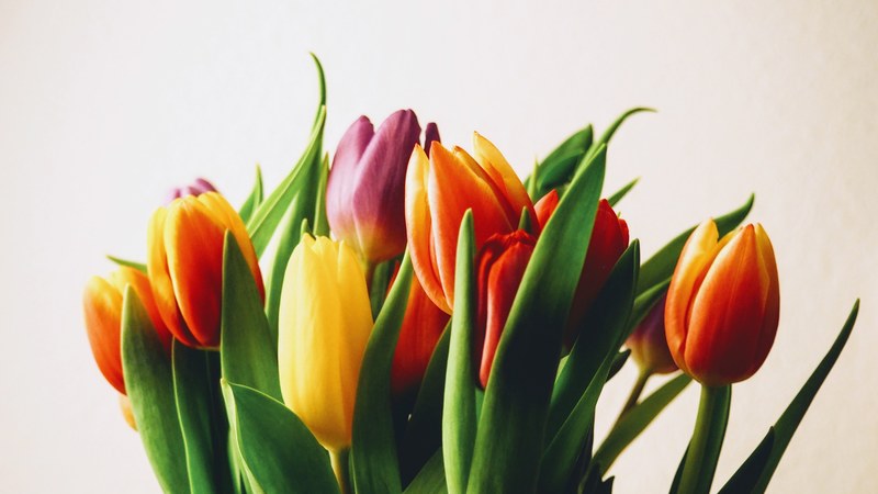 spring color vivid and flower 4k
