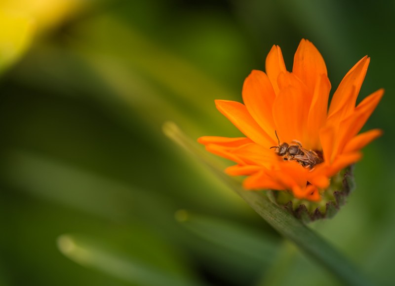 bee share and blog 4k