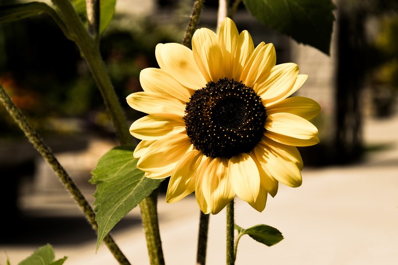 flower sunflower yellow and petals 4k