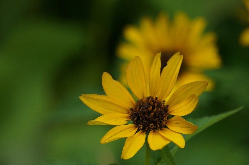 outdoor seed petal and plant 4k