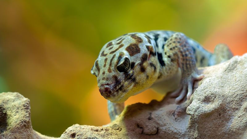 skink, wonder gecko, terrarium, reptile, 4k