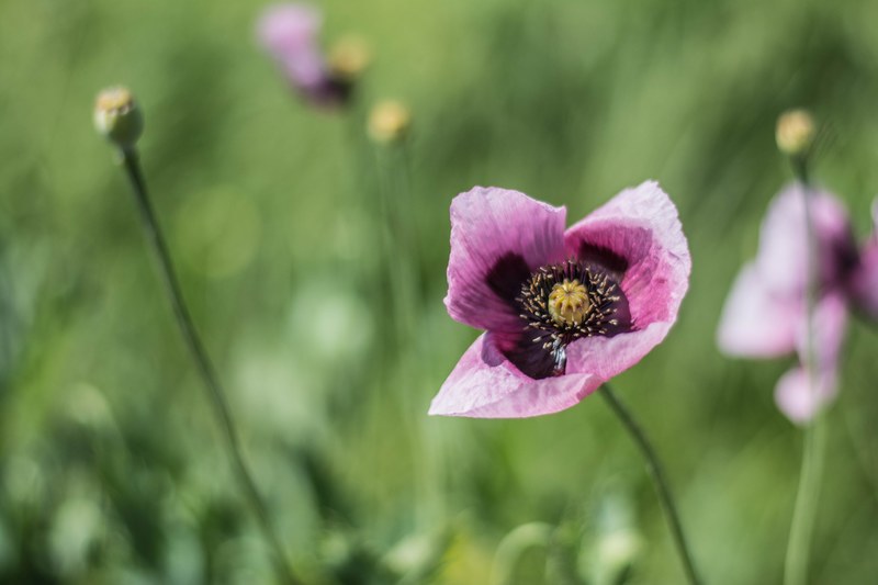 a pink poppy flower seen from above, pink poppy 4k