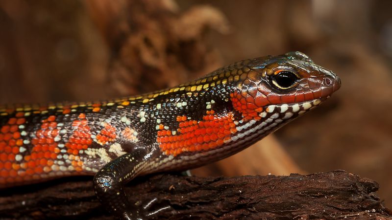 skink, lizard, reptile, color, 4k