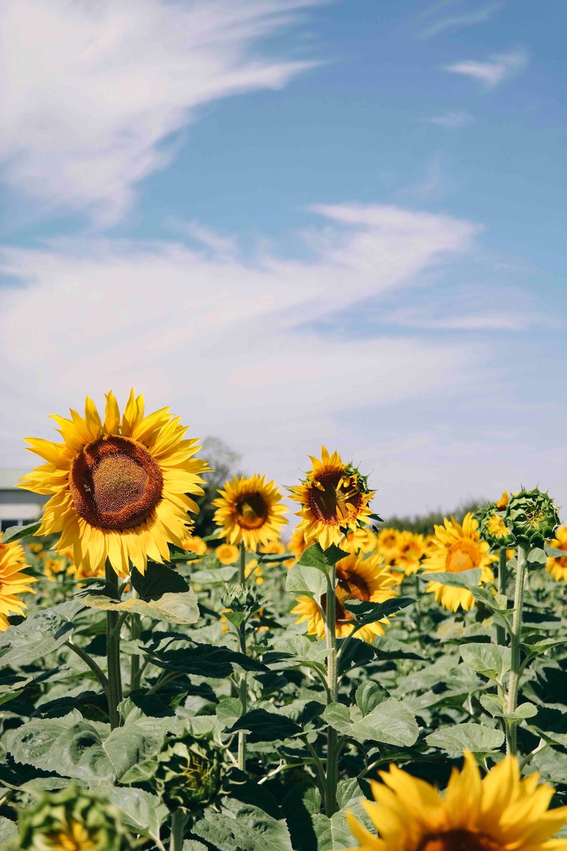 sunflower blue sky field and flower hd, 4k