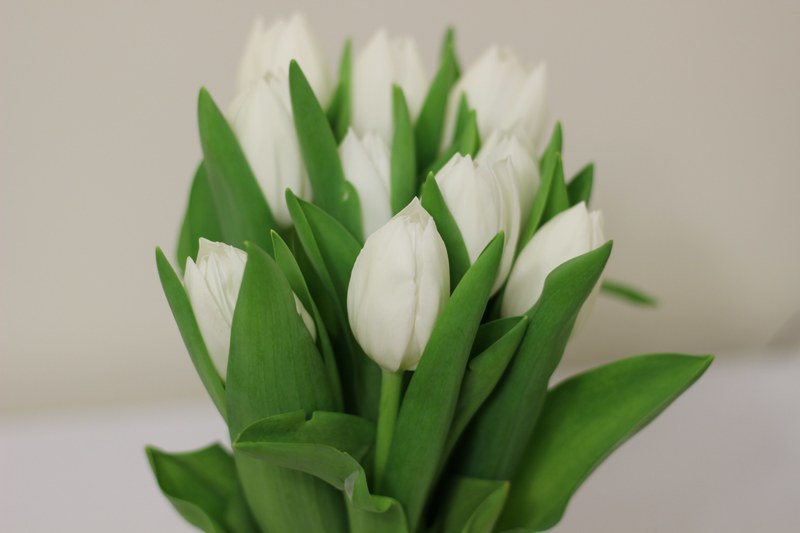 flower tulip bouquet and plant 4k