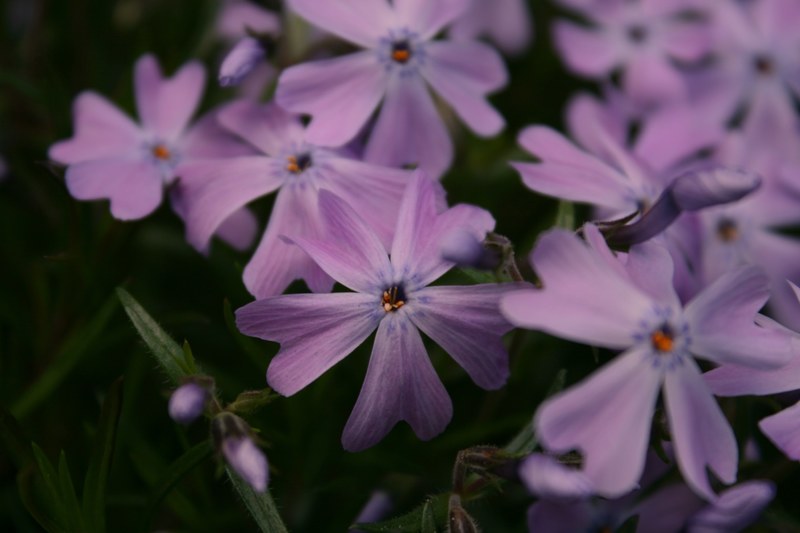 close up of light purple flowers with double petals, light purple petals in close up 4k