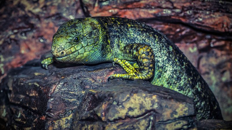 lizard, reptile, stone, color, 4k