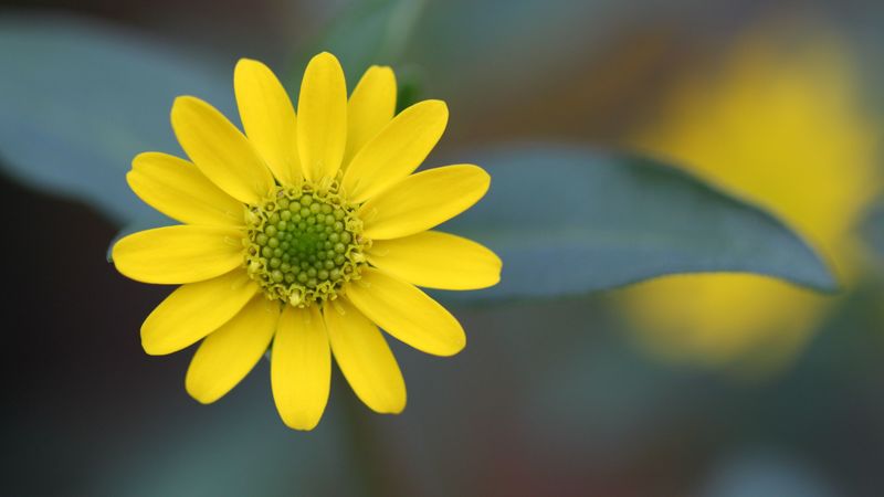 flower, petals, close-up, blurred, 4k