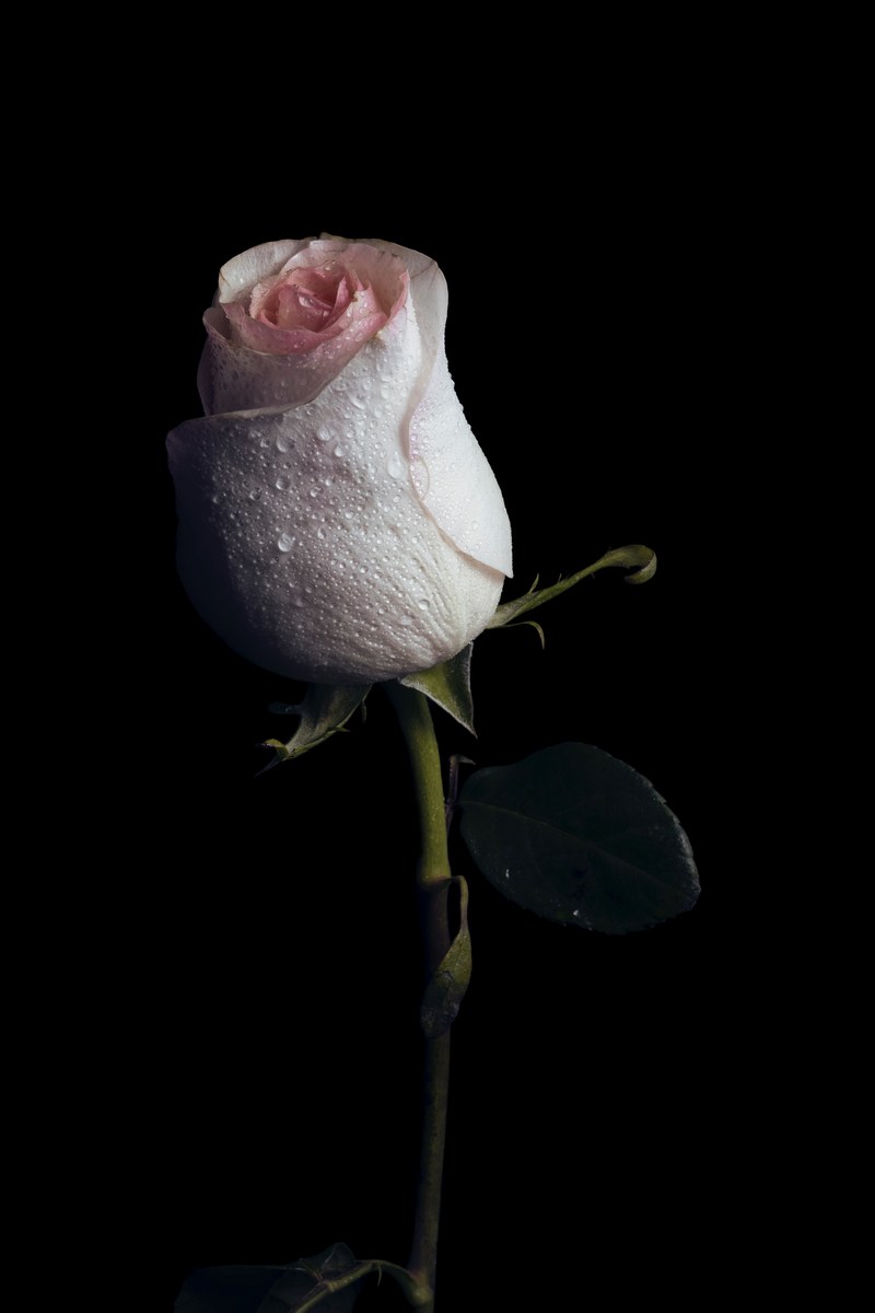 flower rose pink and dark hd, 4k