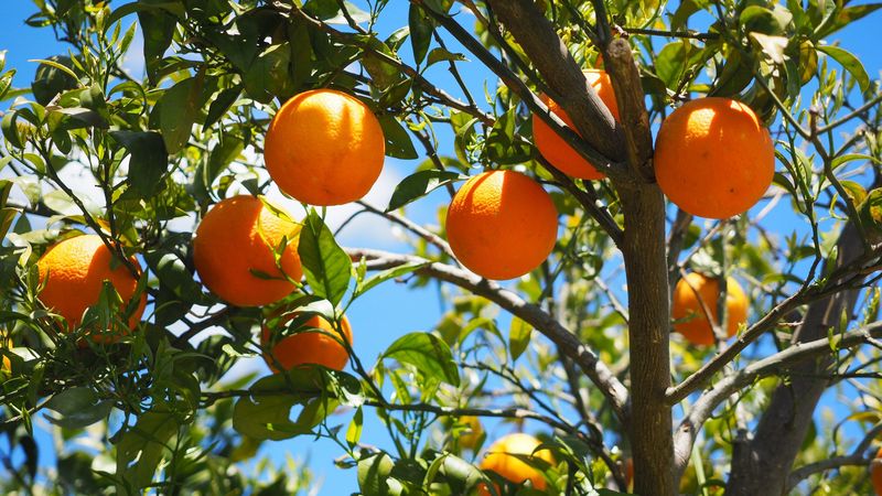 oranges, fruit, orange tree, citrus, 4k