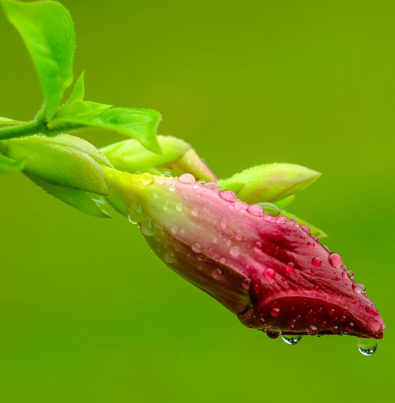 a macro shot of a red flower bud covered with waterdrops, dewdrops on a red bud 4k