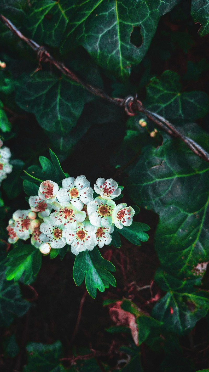flower close fresh and life hd, 4k