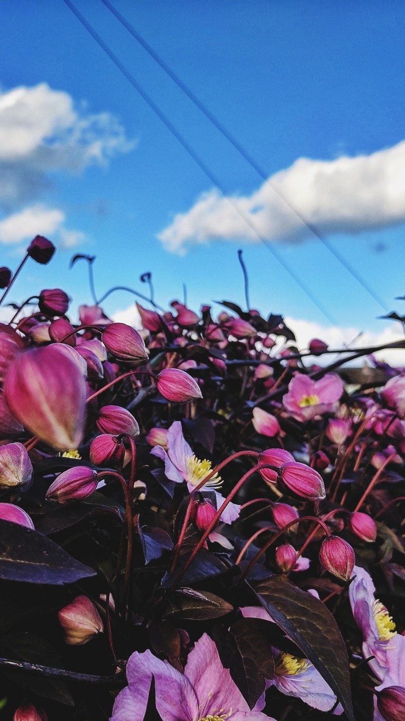 flower vivid curve and render hd, 4k