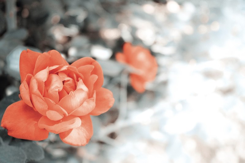 close up of a pale red rose like flower, pale red flower 4k
