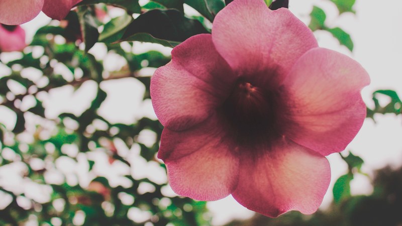 plant petal flower and freshness 4k
