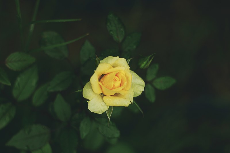 a close up of a yellow rose covered with raindrops, flower yellow 4k