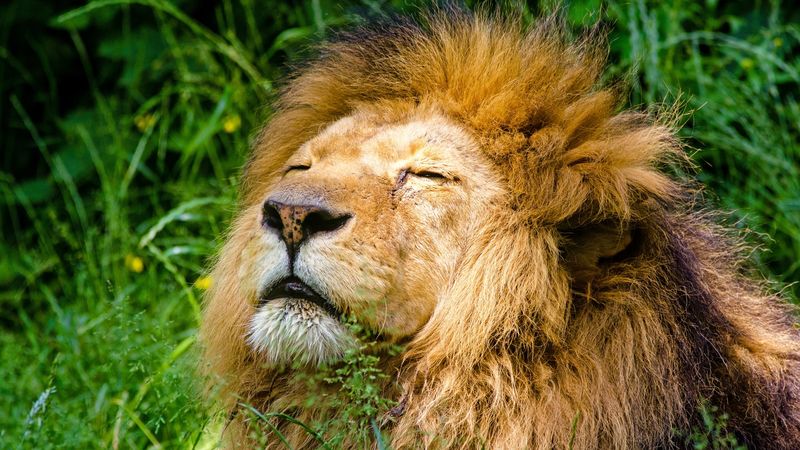 lion, mane, predator, muzzle, 4k