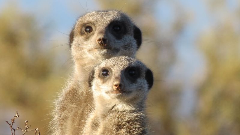 meerkat, animals, fear, look, couple, 4k