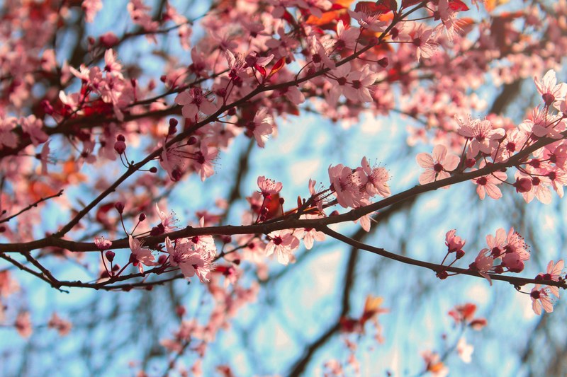 pink cherry blossom flowers on branches against a pale blue sky, pink cherry blossom on blue 4k