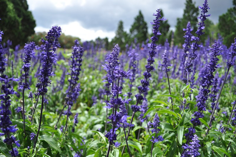 close up of a large grouping of lavender flowers, in a lavender field 4k