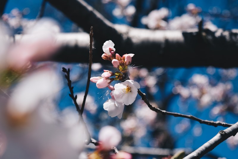 summer pastel pink and bloom 4k