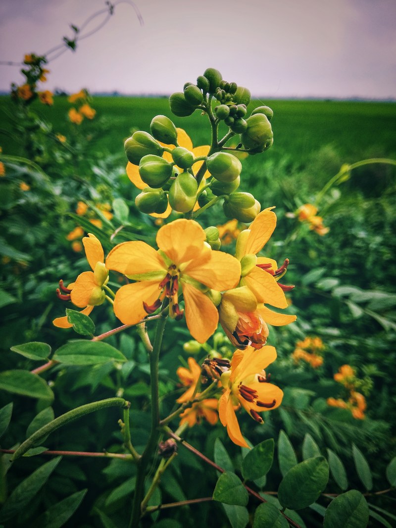 the yellow queen 4k