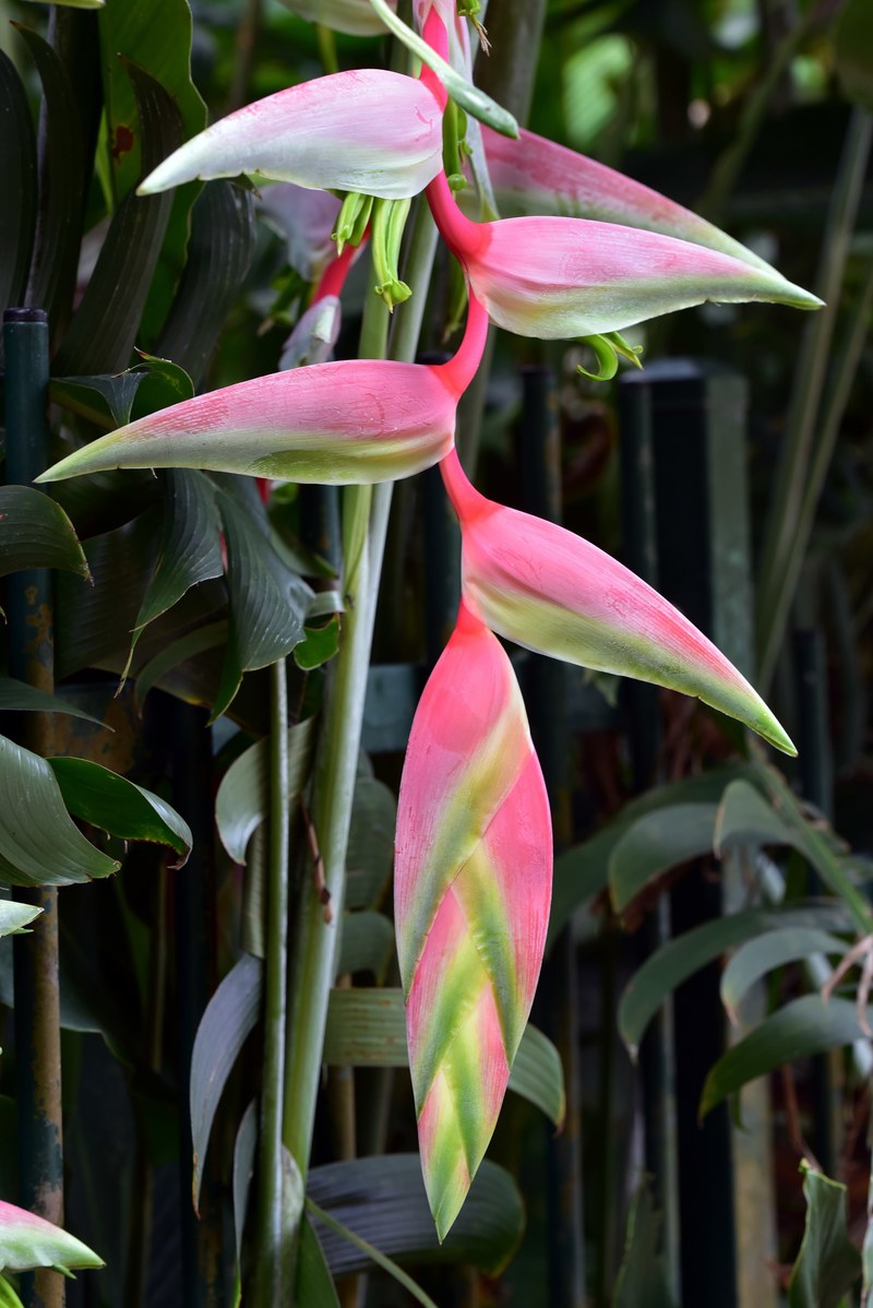 heliconia sexy pink 4k