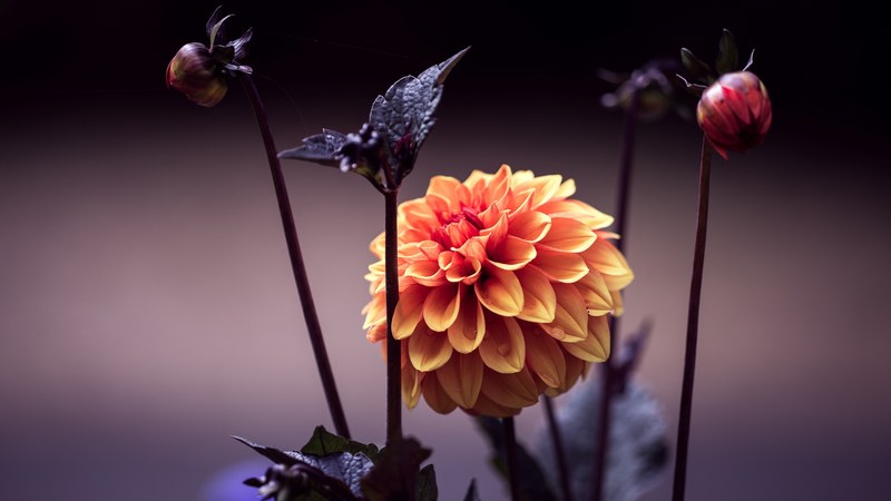 close up of a radiant orange dahlia flower, fiery dahlia 4k