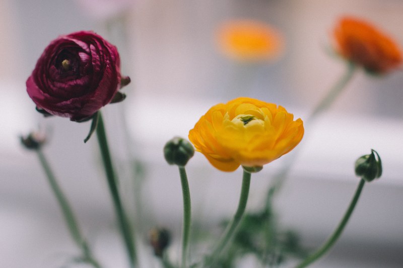 flower tulip bunch and vibrant 4k