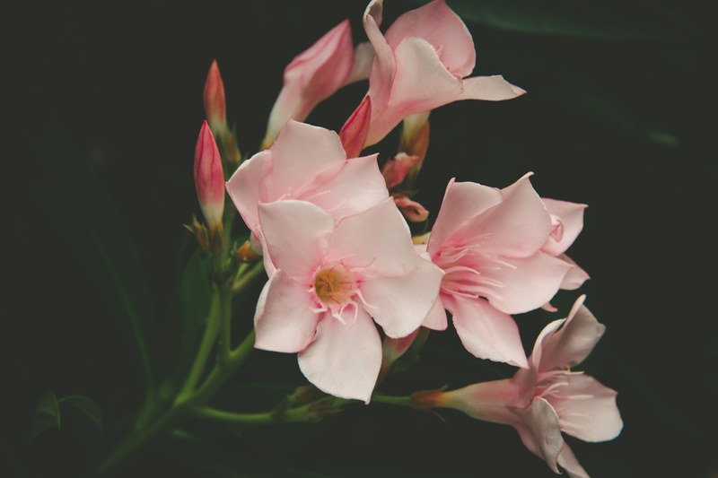 close up of pink five petalled flowers against a dark background, magnificent pink flowers 4k