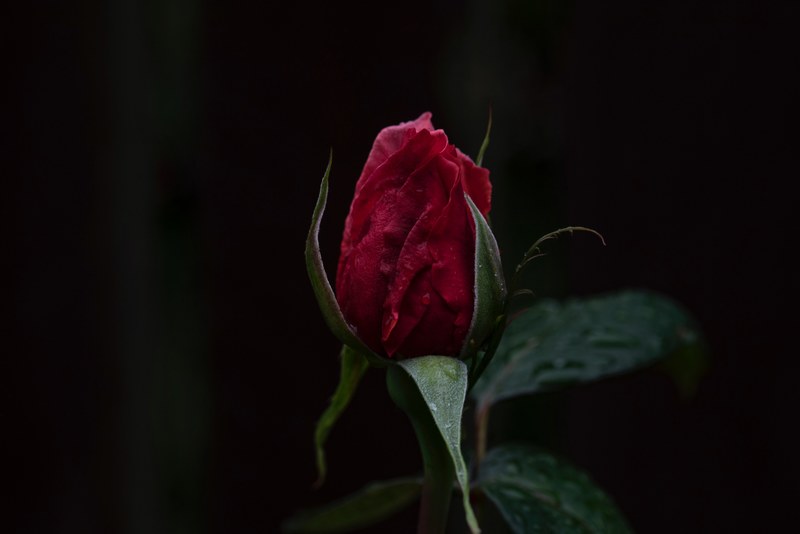 a macro shot of a bussing deep red rose, red rose bud on black 4k