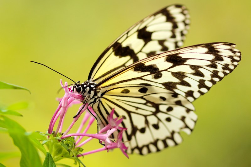 a white monarch butterfly feeding on pink flowers, butterfly enjoying sweet nectar 4k