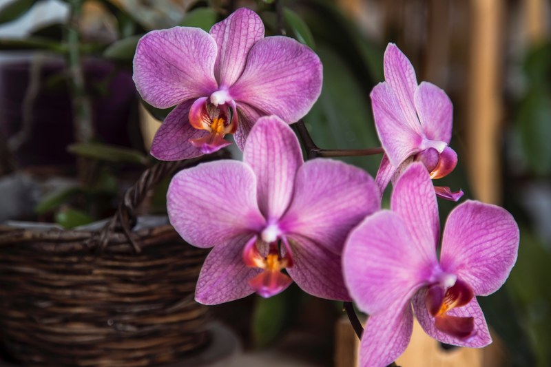 flower orchid floral and basket 4k