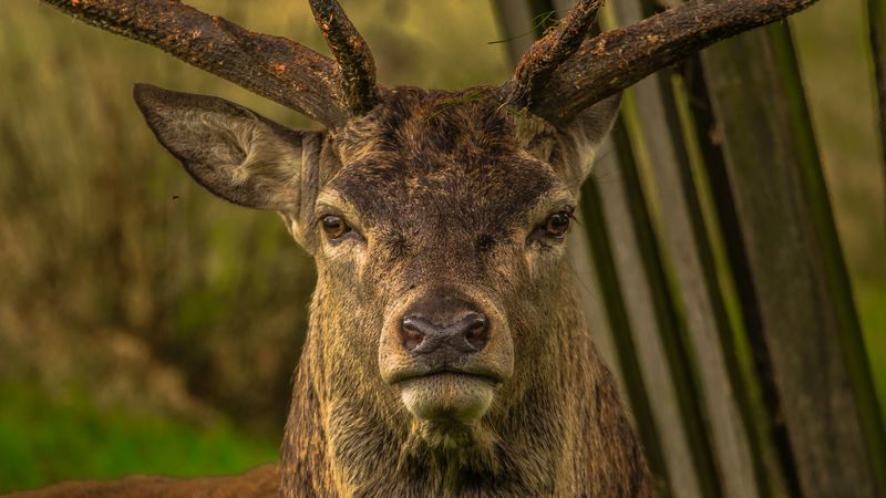 deer, snout, horns, eyes, 4k