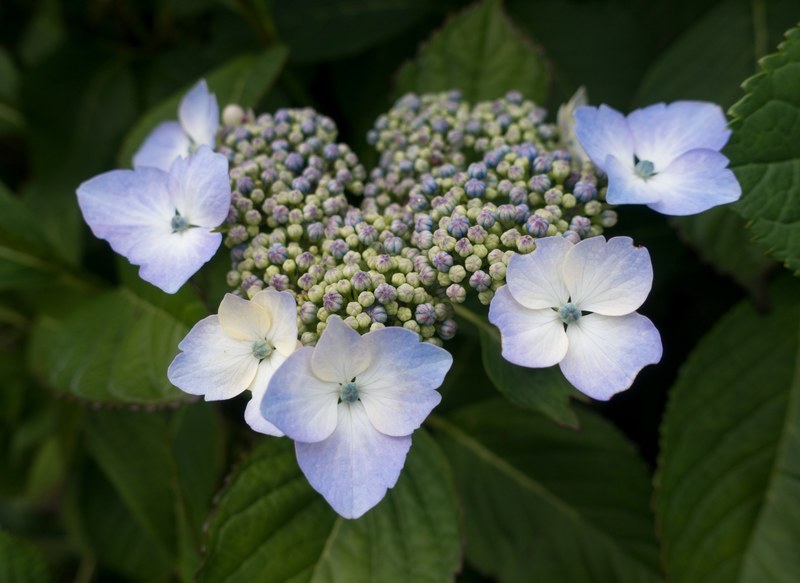 plant flower flowering and blooming 4k