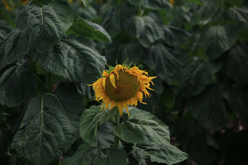 a large sunflower head in a field of tall sunflowers, stand out among the crowd 4k