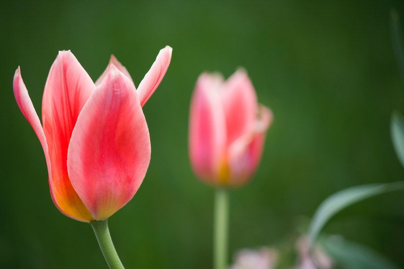 macro of pink tulips blooming in garden in spring, pink tulips 4k