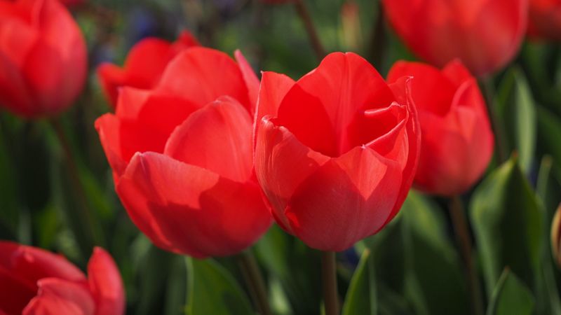 tulips, flowers, buds, flower bed, 4k