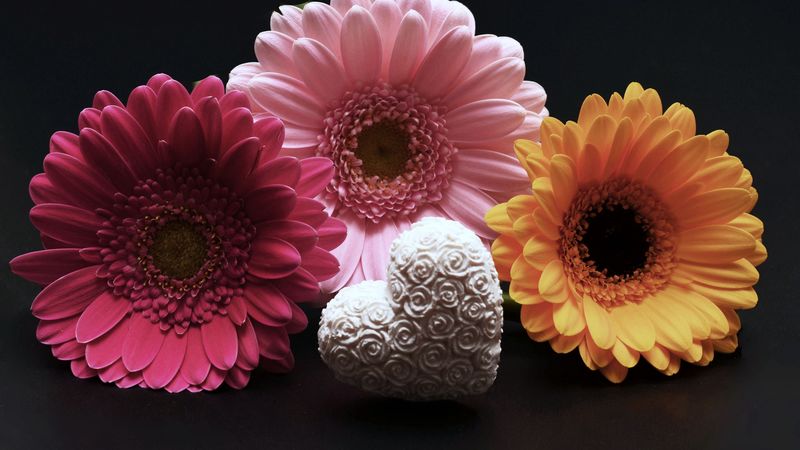 gerbera, flower, heart, valentines day, 4k