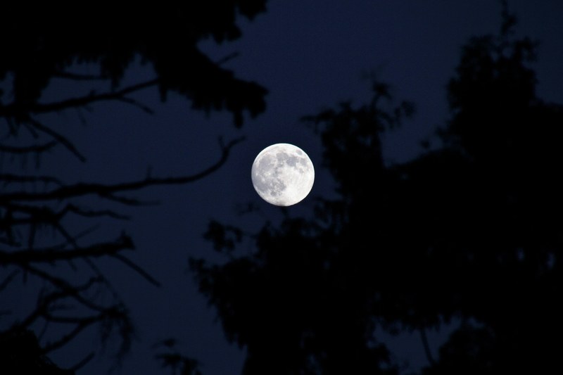 the full moon is seen through branches silhouetted against the night sky, full moon through the branches 4k