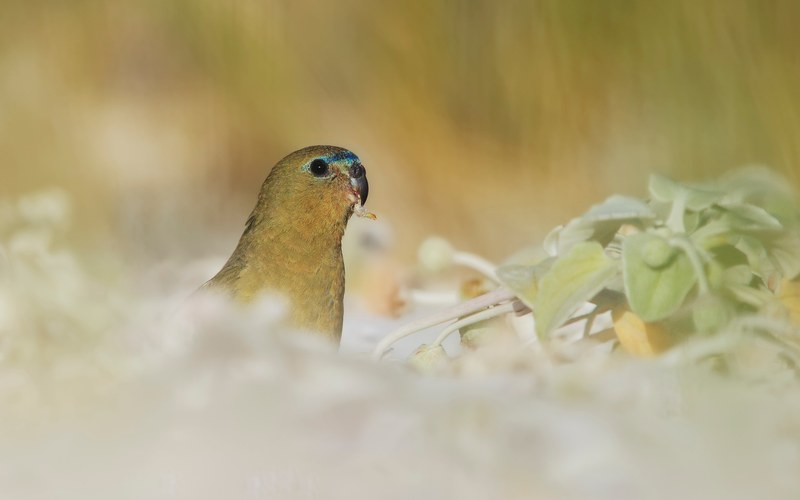 macro of a light green bird with a bright blue streak on its forehead by some plants, rock parrot 4k