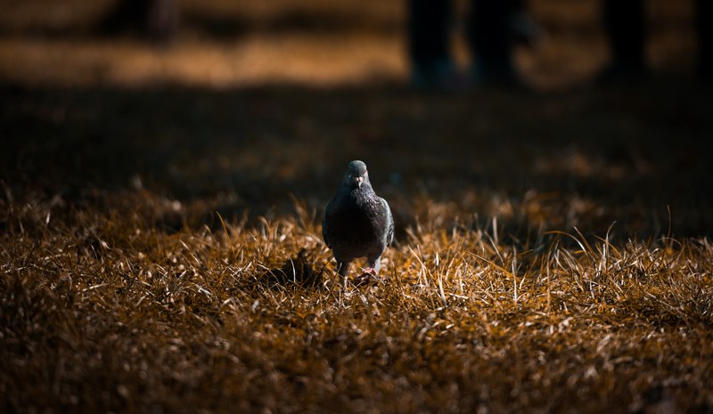 bird grass pigeon and shadow 4k