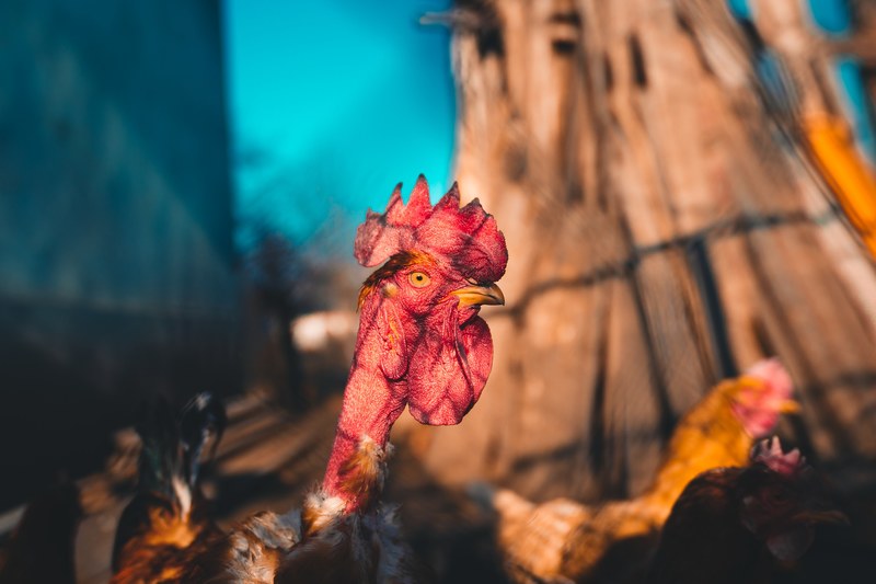 cant eat em roosters 4k